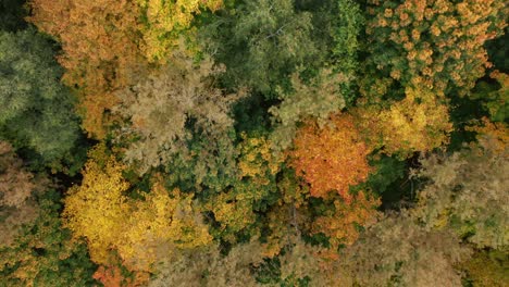 AERIAL:-Slowly-Flying-Over-Autumn-Season-Trees-in-Forest