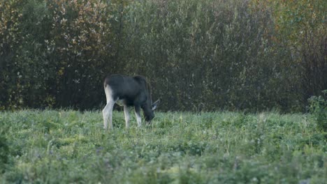 Wild-little-moose-eating-grass-in-meadow-evening-dusk
