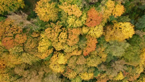 AERIAL:-Top-Down-Shot-of-Trees-in-Autumn-Season-with-Leaves-on-the-Ground