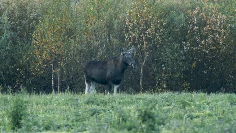 Wild-little-moose-eating-grass-in-meadow-evening-dusk