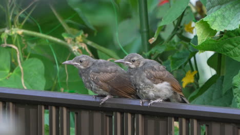 A-Couple-Of-Brown-eared-Bulbul-Perching-On-A-Fence---close-up