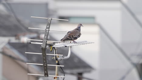Oriental-Turtle-Dove-Perching-And-Grooming-Itself-On-An-Antenna-On-A-Sunny-Day