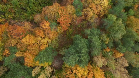 AERIAL:-Top-Down-Shot-of-Autumn-Season-Trees-in-Forest