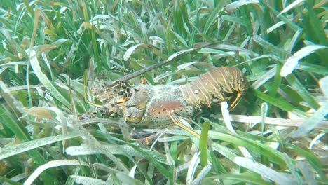 Spiny-lobster-in-the-ocean-underwater