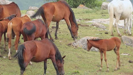 Colt-lying-on-meadow-to-scratch-back-while-herd-of-horses-graze-on-pasture