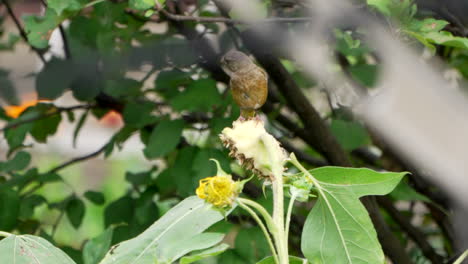 Oriental-Greenfinch-On-Top-Of-A-Flowering-Plant-At-Daytime