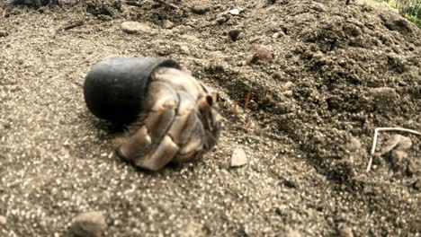 Hermit-Crab-In-Plastic-Shell-Crawling-In-The-Sand