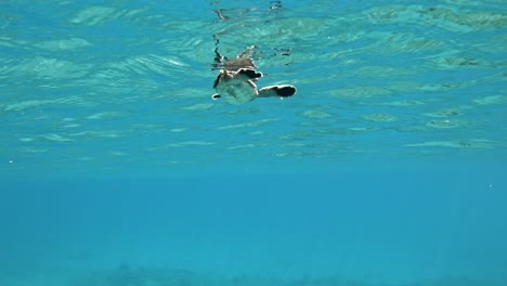 Eine-Grüne-Meeresschildkröte,-Die-Langsam-Durch-Das-Kristallklare-Meer-Schwimmt