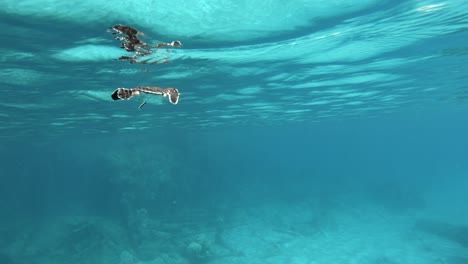 Eine-Wunderschöne-Meeresschildkröte,-Die-Ruhig-Im-Türkisblauen-Ozean-Schwimmt