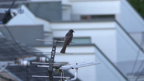 Long-Tailed-Brown-eared-Bulbul-On-Top-Of-Tv-Antenna-In-The-Residential-Village