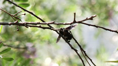 Eine-Einsame-Zimmermannsbiene,-Die-Auf-Einem-Zweig-Ruht-Und-Ihre-Flügel-Vibriert