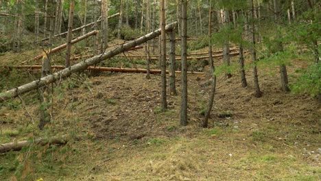 Wegen-Des-Sturms-Im-Wald-Gefällte-Bäume-4k