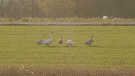 A-flock-of-whooper-swans-resting-on-meadow-in-migration-time-golden-hour-lighting