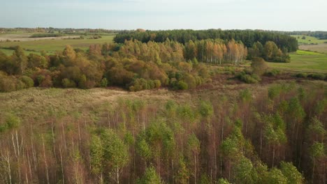 AERIAL:-Flying-Over-Forest-During-Sunny-Autumn-Day-in-Countryside-Village