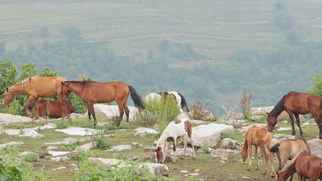 Horse-herd-grazing-on-mountain-meadow-in-Yenokavan,-Armenia