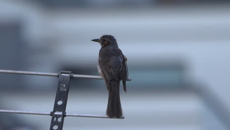 A-Brown-eared-Bulbul-Perched-On-An-Antenna-At-Daytime---close-up