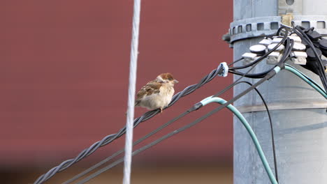 Lone-Sparrow-Bird-Perched-On-Electric-Powerline-Poles-Then-Fly-Away