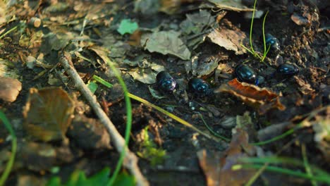 4K-macro-shot-of-a-beetle-colony-eating-the-ground