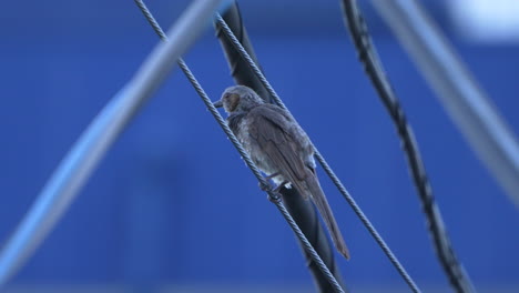 View-Of-A-Brown-eared-Bulbul-Grooming-and-Perching-on-a-Wire---close-up