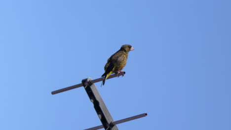 View-Of-Oriental-Greenfinch-Perching-On-An-Antenna-Against-Blue-Sky---close-up