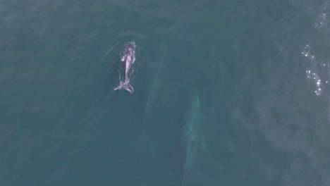 Aerial:-humpback-whale-pod-with-young-calf,-surfacing-and-breathing-for-air