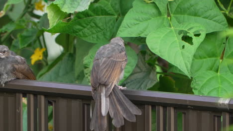 Young-Brown-eared-Bulbul-Spread-Its-Wings-While-Resting-On-A-Breeze-Daytime