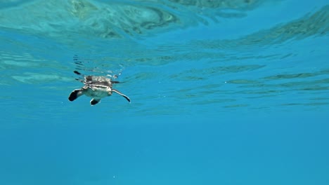 Una-Tortuga-Marina-Nadando-Lentamente-A-Través-Del-Océano-Cristalino