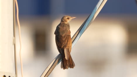 Close-up-Of-Young-Brown-eared-Bulbul-Perching-On-Wire-Outdoors