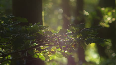 Sunlight-flickers-off-tree-branch-as-wind-blows-through-quiet-forest,-bokeh