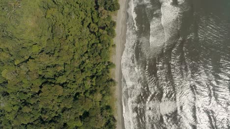 Aerial-birds-eye-shot-of-acacia-and-green-trees-beside-beach-with-crashing-waves---Punta-Mona,Costa-Rica
