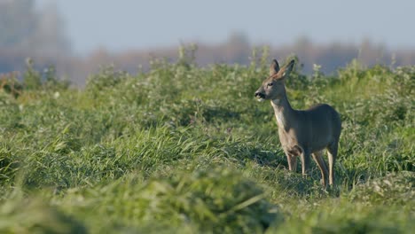 Common-wild-roe-deer-perfect-closeup-on-meadow-pasture-autumn-golden-hour-light