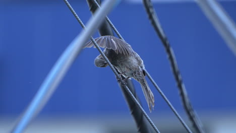 Brown-eared-Bulbul-Grooming-While-Perching-On-A-Wire-Outdoors---close-up
