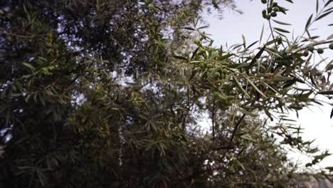 Olive-in-olive-tree,-camera-movement-around-the-olive