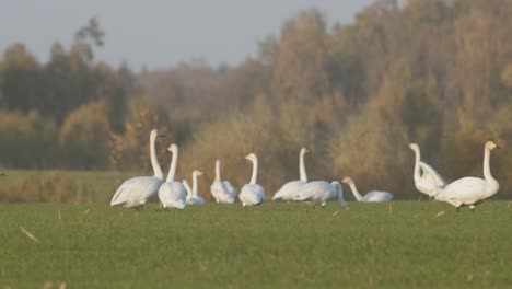 A-flock-of-whooper-swans-resting-on-meadow-in-migration-time-golden-hour-lighting