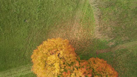 AERIAL:-Top-Down-Shot-of-Trees-with-Falling-Golden-Leaves-in-Autumn-near-Cross-Road