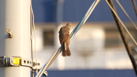 Young-Brown-eared-Bulbul-Perch-On-Electric-Cable-Wire-Of-A-Pole-At-Daytime