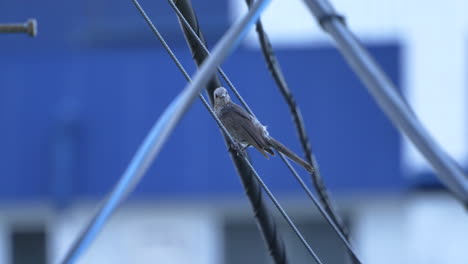 Lone-Brown-eared-bulbul-Perched-On-Electric-Pole-Wire