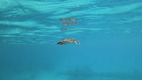 Tortuga-Bebé-Nadando-Bajo-El-Agua-Azul-Clara
