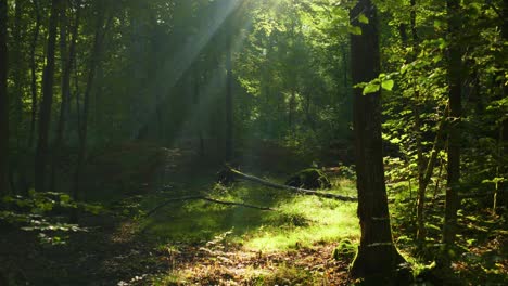 4K-Standbild-Einer-Landschaft-In-Einem-Wald,-Bei-Schwachem-Licht-Gegen-Das-Sonnenlicht