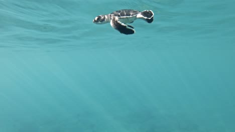Baby-Meeresschildkröten-Streben-Danach,-Zum-Ersten-Mal-Unter-Wasser-Zu-Schwimmen