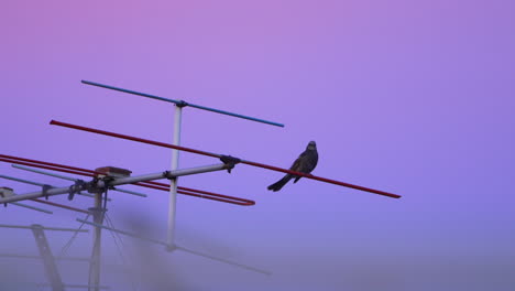 Dramatic-Purple-Sky-On-Sunset-With-Perching-Brown-eared-bulbul-On-TV-Antenna
