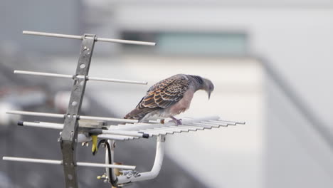 Oriental-Turtle-Dove-Perching-On-An-Antenna-While-Grooming-Itself