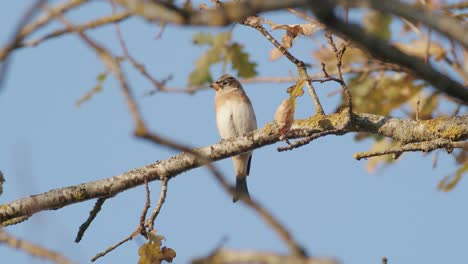 The-brambling-bird-in-autumn-migration-sitting-on-tree-feeding-blue-background