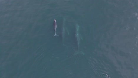 Aerial:-humpback-whales-swimming-in-ocean-with-young-calf
