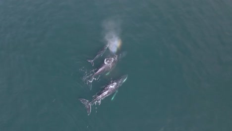 Aerial:-humpback-whales-surfacing-and-breathing-air-from-blowhole-in-ocean