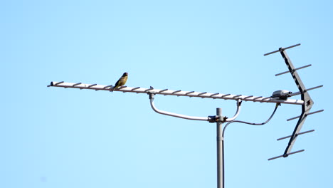 Oriental-Greenfinch-Sitting-On-An-Antenna-Against-Blue-Sky---low-angle,-close-up