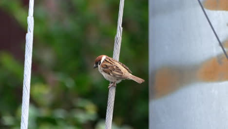 Close-up-Shot-Of-A-Sparrow-Perching-On-Wire-Outdoors-During-Daytime