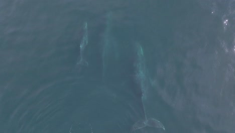 Aerial:-humpback-whale-pod-with-young-calf-in-ocean