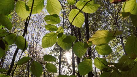 Sun-shines-through-foliage-in-forest