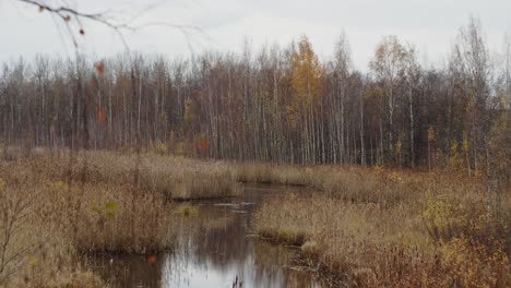 Lake-within-golden-grass-in-forest-in-autumn-Landscape---Jyvaskyla-Finland-4k-24fps